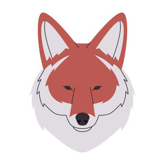 brown and white color head coyote or wolf wild predator mammal animal danger hunter carnivore creature