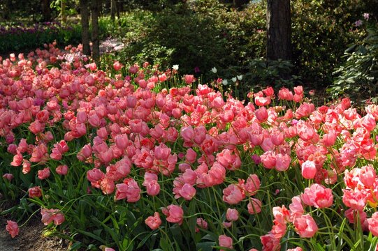 field of tulips