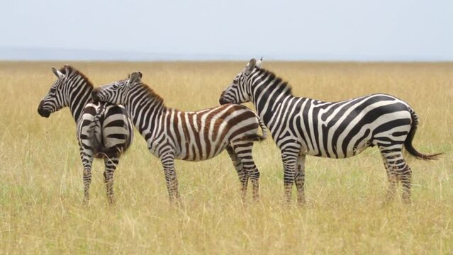 Family of zebras leaning on one another in grassy field