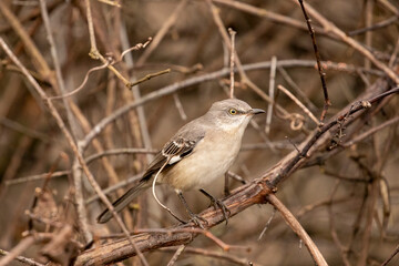Northern Mockingbird perched on a tree branch