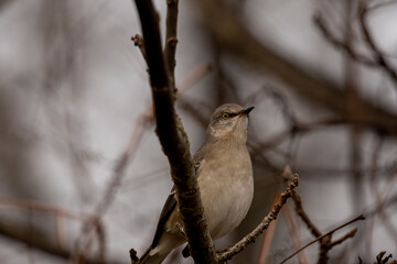 Northern Mockingbird perched on a tree branch