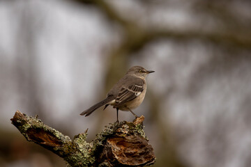 Northern Mockingbird perched on a broken tree branch
