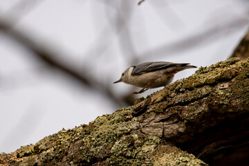 Whitebreasted Nuthatch hops along a tree branch
