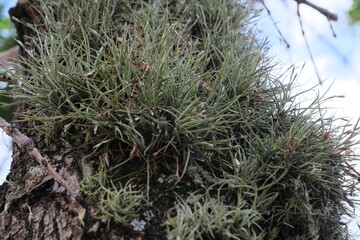 a parasitic plant on a tree trunk in the streets of Buenos Aires