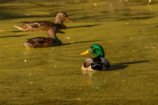 Male Mallard Duck floats in duck weed covered water in front of two females
