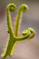 Forked Sundew plant showing sticky droplets for catching insects