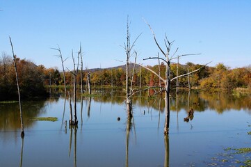 reflection of trees in the water