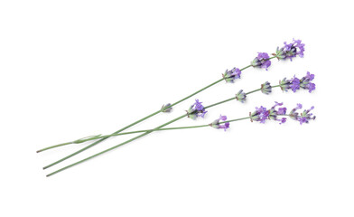 Naklejka premium Beautiful aromatic lavender flowers isolated on white, top view