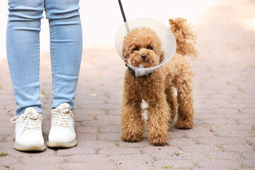 Woman walking her cute Maltipoo dog in Elizabethan collar outdoors, closeup