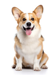 Pembroke Welsh Corgi Dog Studio Shot Isolated on Clear Background, Generative AI