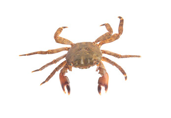 One fresh raw crab isolated on white