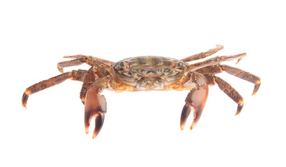 One fresh raw crab isolated on white