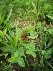 Fototapeta premium Nature 