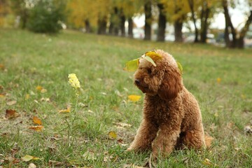 Fototapeta premium Cute fluffy dog with fallen leaves in park, space for text
