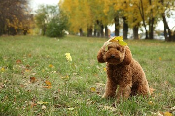 Cute fluffy dog with fallen leaves in park, space for text