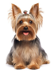 Yorkshire Terrier Dog Studio Shot Isolated on Clear Background, Generative AI