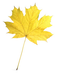 Autumn season. One maple leaf isolated on white