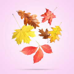 Many different bright autumn leaves falling on pink background
