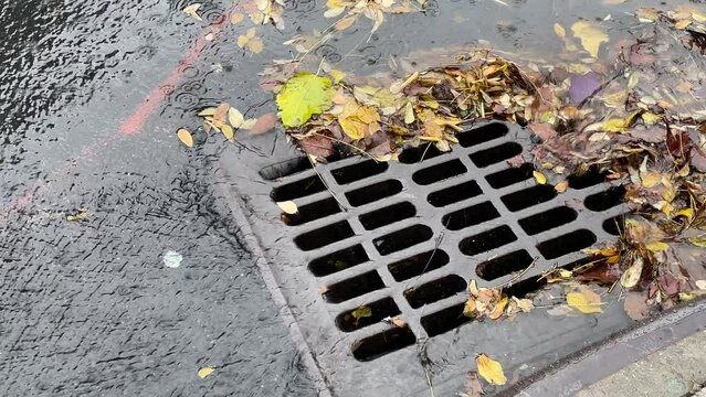 Fallen leaves create an obstacle in the flow of rain water down a street drain.