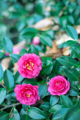 山茶花