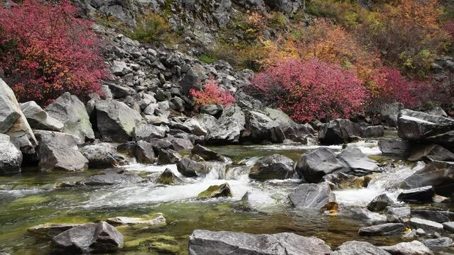 Mountain stream with red fall colors rolling over rocky river bed with small drops creating whitewater