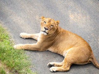 ライオン(メス)。
