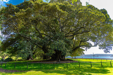 Fototapeta premium The Botanical Gardens of Sydney Australia