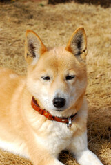 枯れた芝生の上で気怠そうに寝そべっている犬