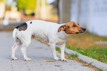A cute Jack Russell Terrier dog walks along the sidewalk. Pet portrait with selective focus and copy space
