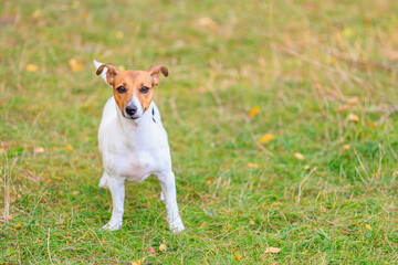 A cute Jack Russell Terrier dog walks in a clearing in the forest. Pet portrait with selective focus and copy space