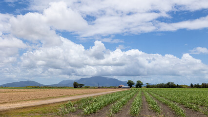 Sugar cane crop lines converge on the farmhouse with mountains and cloudy sky in the background...