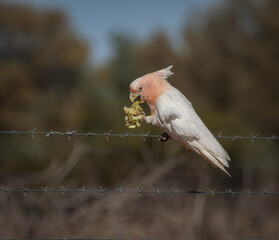 A Pink Cockatoo or Major Mitchell Cockatoo, gripping a wild small melon and eating it while perched...