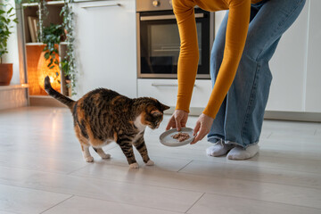 Loving pet owner proposing new meal to fastidious finicky eater cat. Old plump animal looks at...