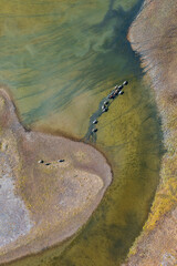 Top down view of a herd of horses crossing a narrow, curved lakebed. Aerial view of animals in nature. Shallow salt lake. Magadan region, Siberia, Russia. Natural background.