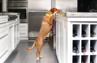 Dog tries to eat food on kitchen island while standing upright on the counter. Cute brown puppy dog with cat in background. Funny counter surfing pets and bad dog behavior or habit. Selective focus.