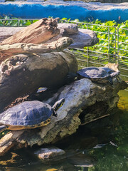 Yellow-bellied slider (subspecies of red-eared turtle). A turtle basking in the sun. Daytime photo without people. Buenos Aires, Argentina