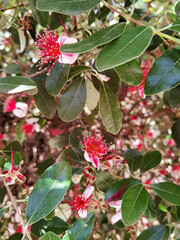Obraz premium Feijoa flowers, subtropical. Daytime photo without people. Buenos Aires, Argentina.