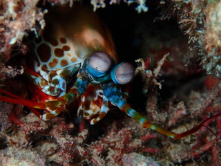 Peacock mantis shrimp found in the pacific