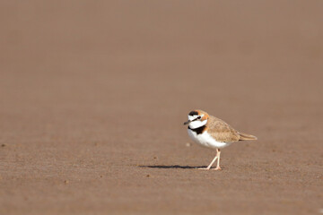 Collared Plover