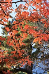 晩秋の浜離宮恩賜庭園