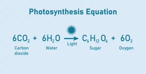 Foto op Canvas Photosynthesis equation. Carbon dioxide, water, sugars and oxygen. Chemical reaction with reactants and products. Chemical resources for teachers and students. © SAMYA