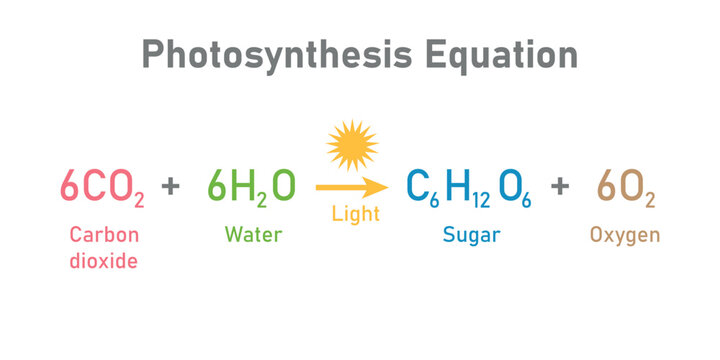Photosynthesis equation. Carbon dioxide, water, sugars and oxygen. Chemical reaction with reactants and products. Chemical resources for teachers and students.