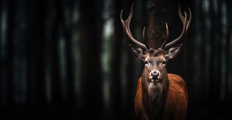 Rolgordijnen Beautiful red deer in the forest. © Kordiush
