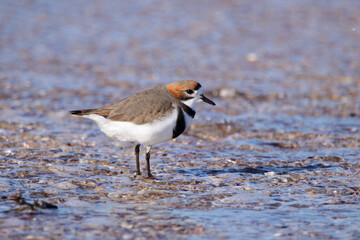 Two Banded Plover
