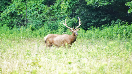 Naklejka na ściany i meble Elks in Great Smoky Mountains National Park. Wildlife watching. large elks with antlers/horns. 