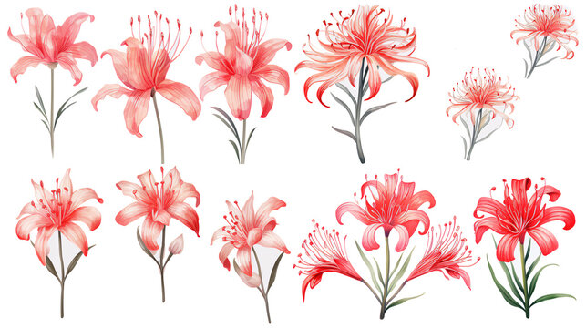 Set of watercolor red spider lily isolated on white background	
