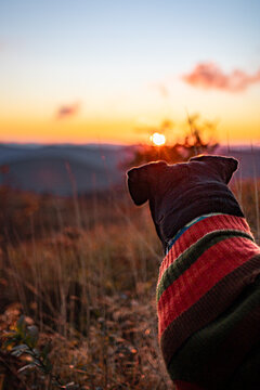 Dog at Sunset