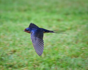 barn swallow in flight