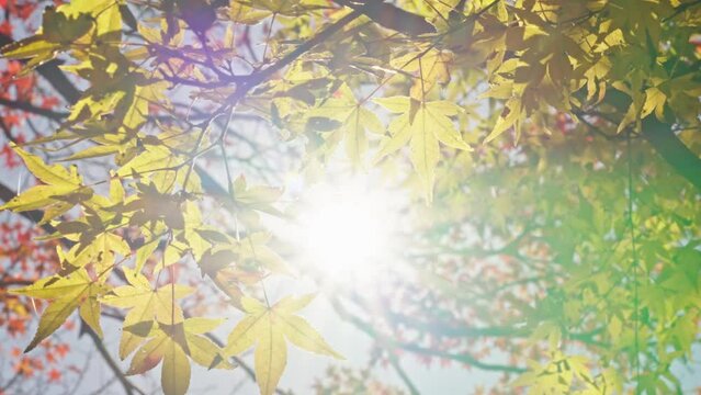 sun shining through trees，Sunlight shines through the maple forest in Lushan Scenic Area, Jiangxi