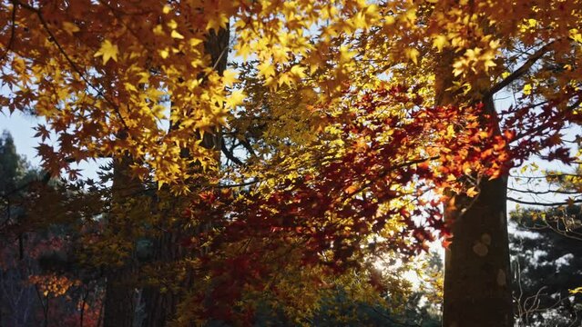 Sunlight shines through the maple forest in Lushan Scenic Area, Jiangxi
